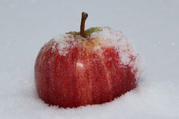 Fonds d'cran Nature Fruits pomme dans la neige