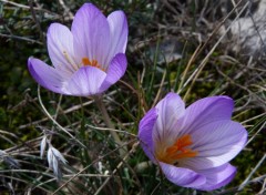  Nature Crocus sauvages ( au pied du Mt Ventoux )