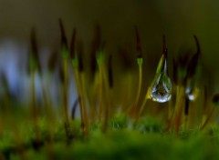  Nature Il pleut sur Lilliput