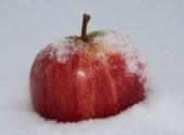  Nature pomme dans la neige