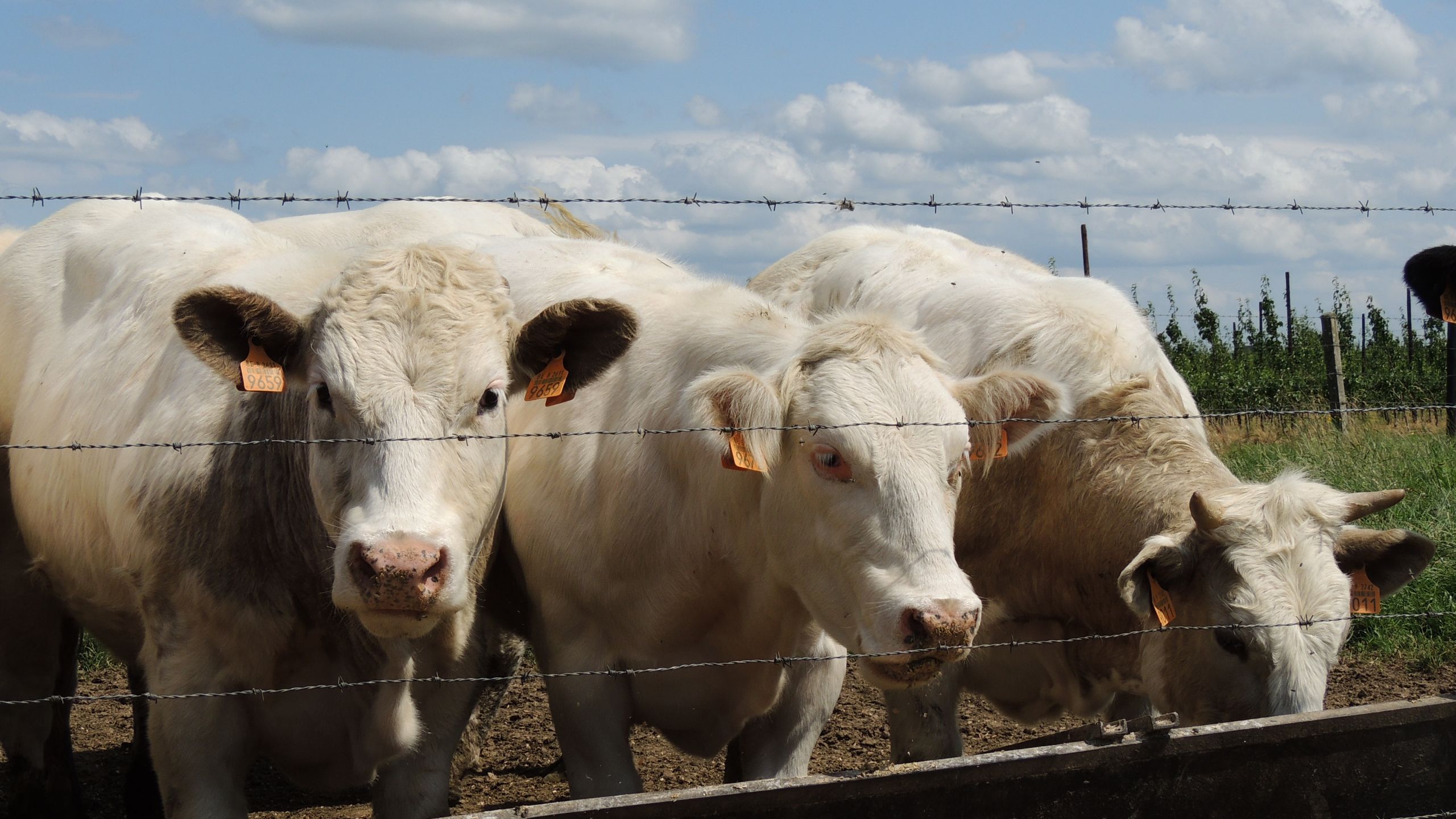 Wallpapers Animals Cows - Bulls - Beef Vaches en campagne