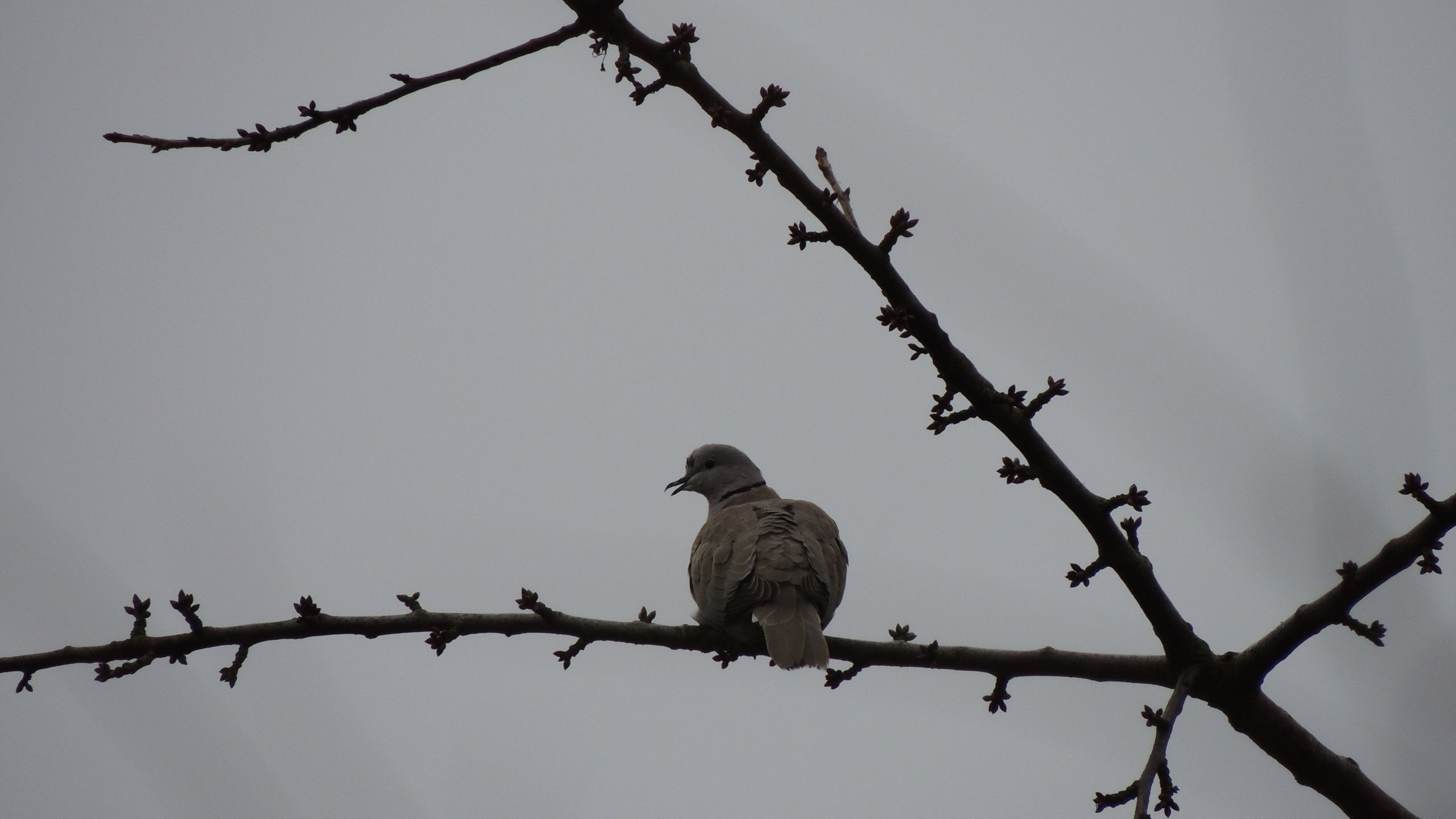 Fonds d'cran Animaux Oiseaux - Pigeons et Tourterelles Hirondelle