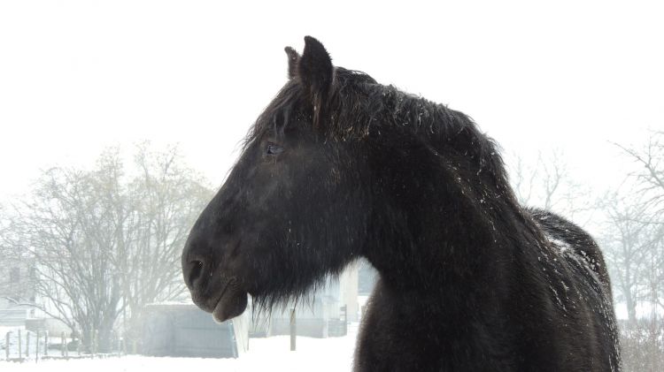 Fonds d'cran Animaux Chevaux Cheval