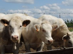  Animaux Vaches en campagne