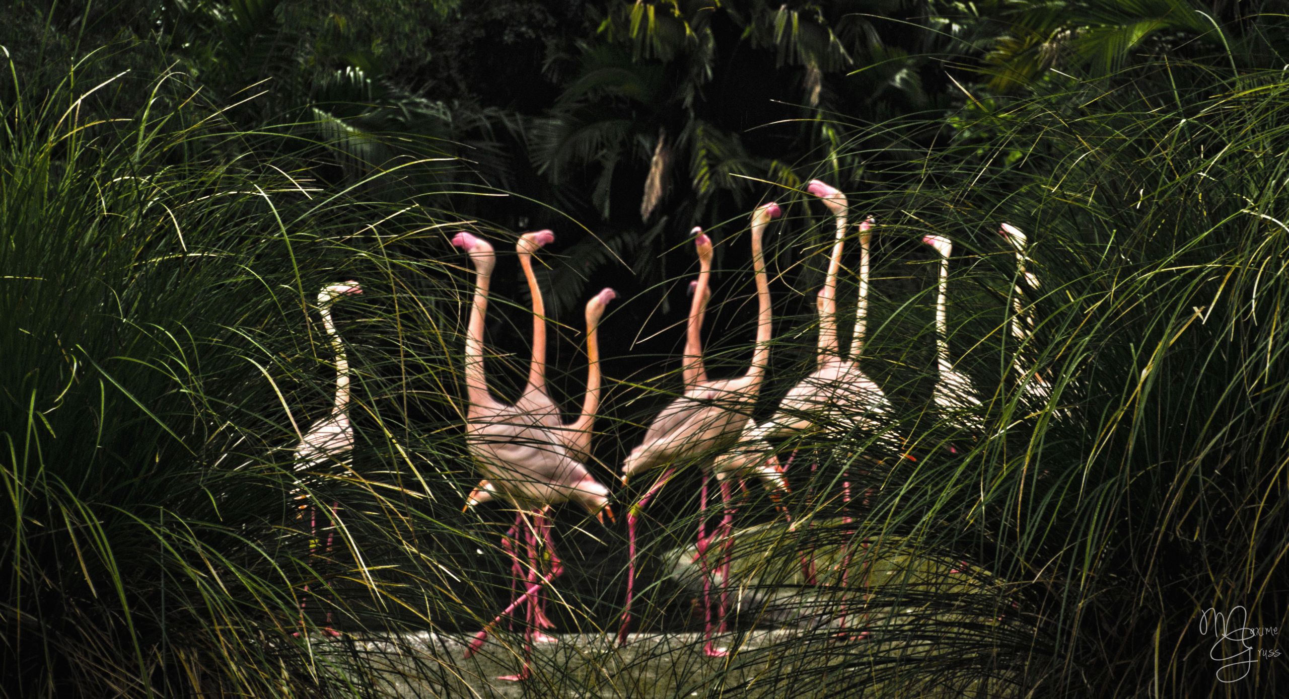 Wallpapers Animals Birds - Flamingos Flamingo Ballet