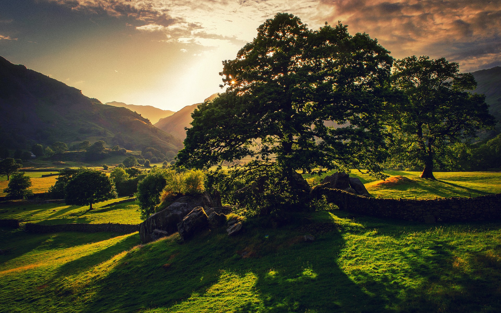 Fonds d'cran Nature Arbres - Forts 