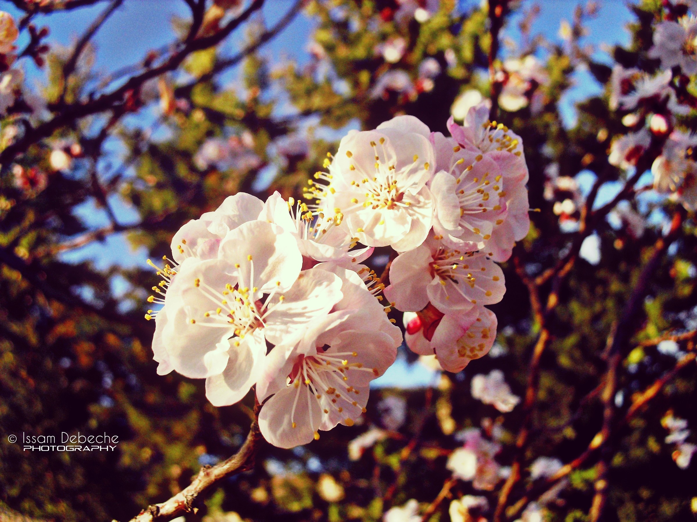 Fonds d'cran Nature Fleurs Spring Blossom Of Apricot Tree White Flowers