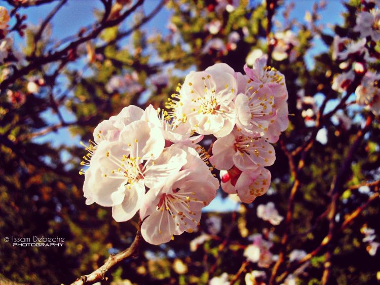 Fonds d'cran Nature Fleurs Spring Blossom Of Apricot Tree White Flowers