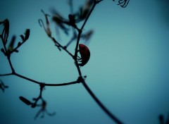  Animaux coccinelle 