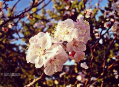  Nature Spring Blossom Of Apricot Tree White Flowers