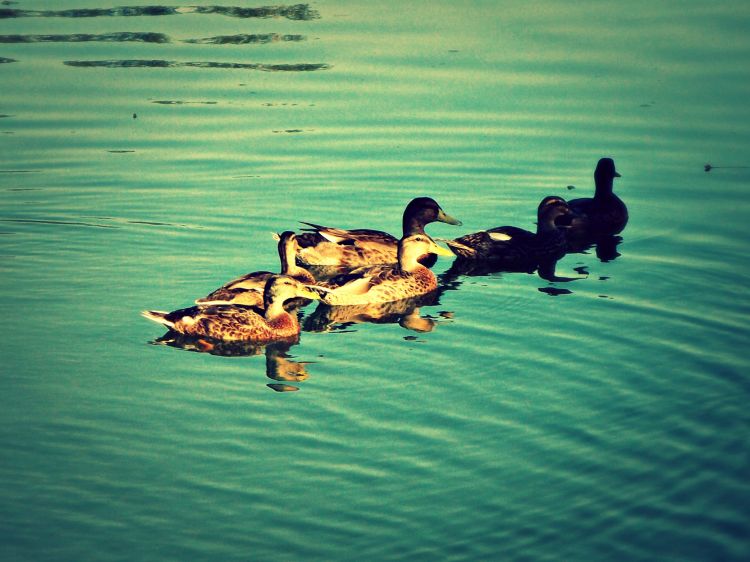 Wallpapers Animals Birds - Ducks Canard