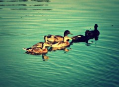  Animaux Canard