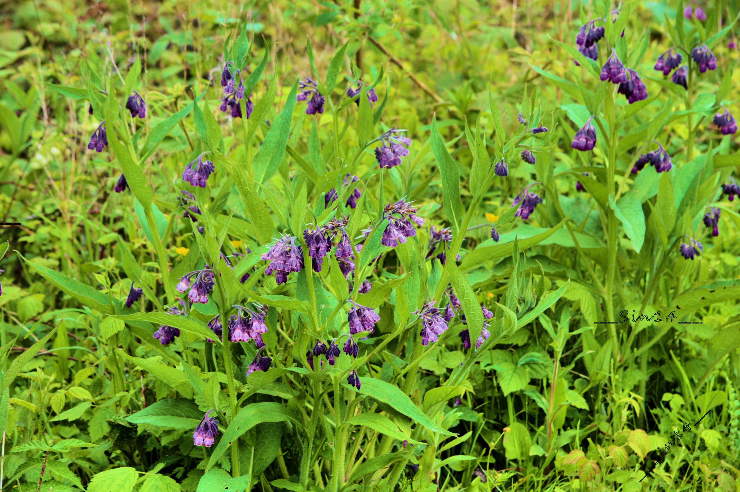 Fonds d'cran Nature Fleurs Fleurs