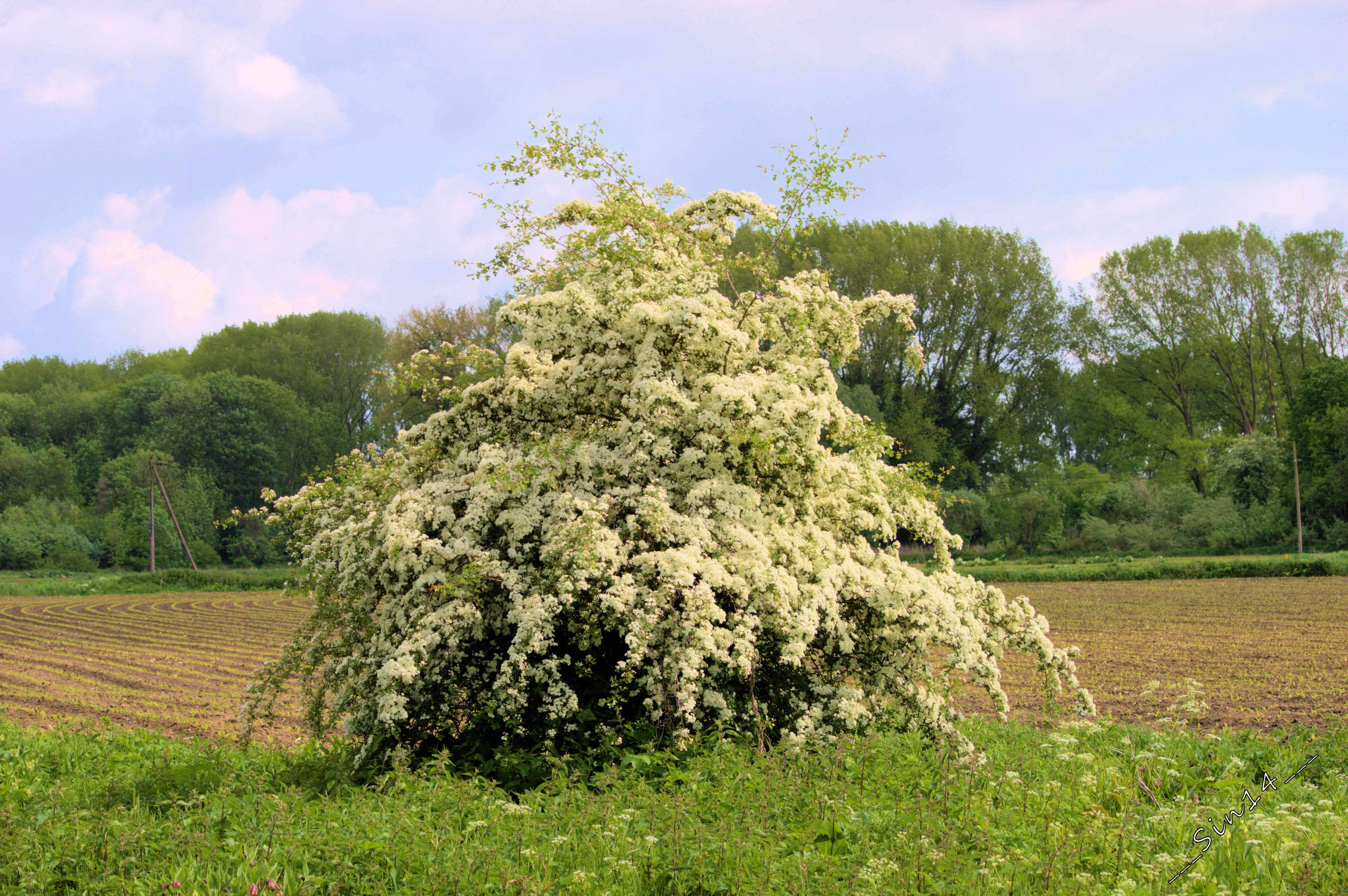 Fonds d'cran Nature Fleurs Fleurs