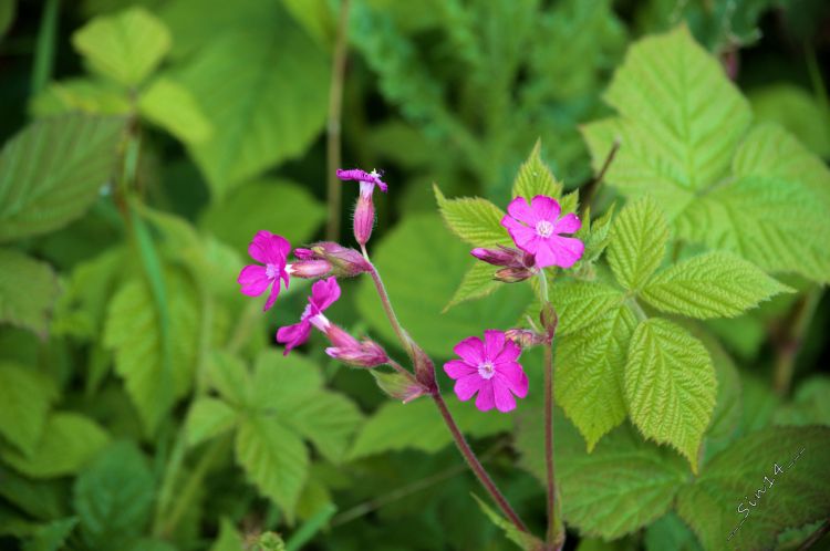 Fonds d'cran Nature Fleurs Fleurs