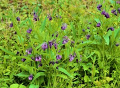  Nature Fleurs