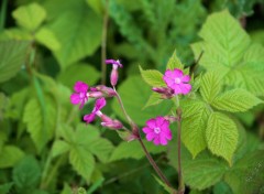  Nature Fleurs