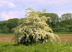  Nature Fleurs