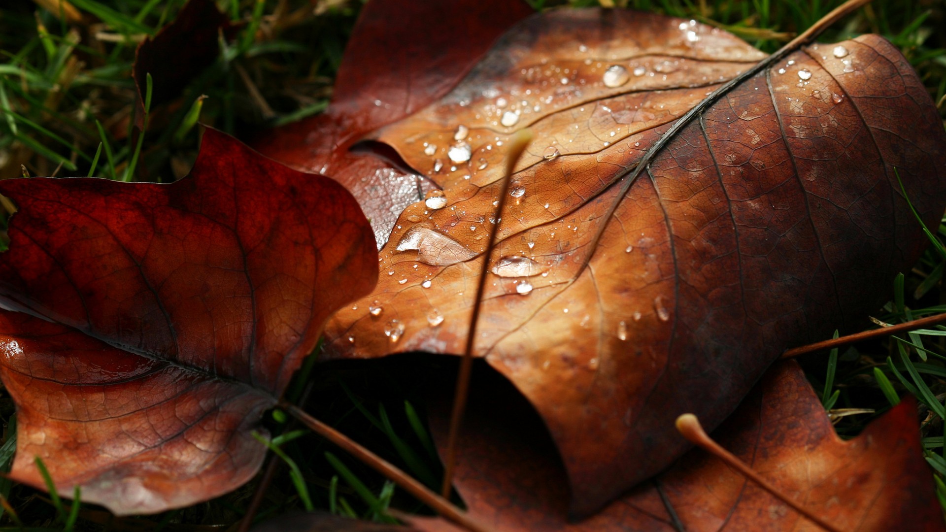 Fonds d'cran Nature Saisons - Automne 