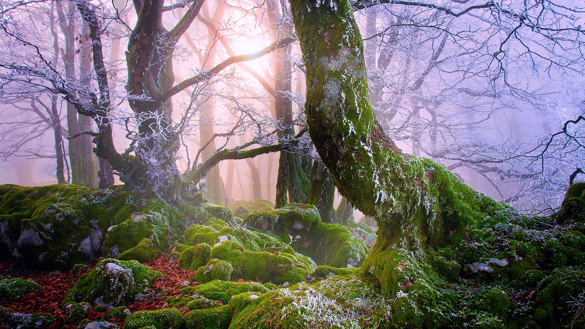 Fonds d'cran Nature Arbres - Forts 