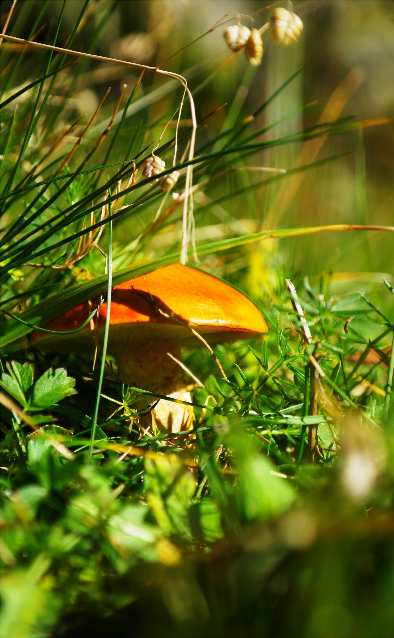 Wallpapers Nature Mushrooms 