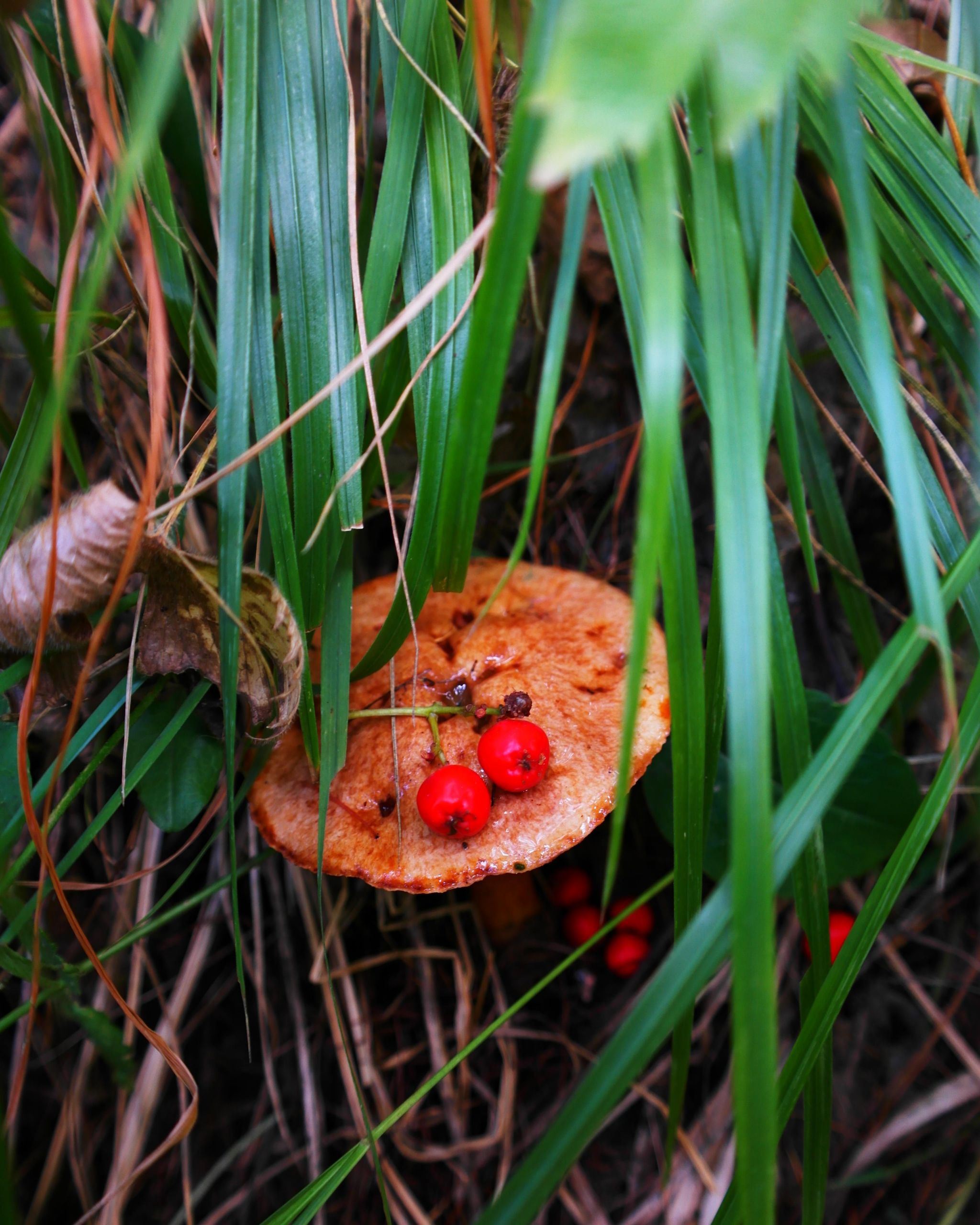 Wallpapers Nature Mushrooms 