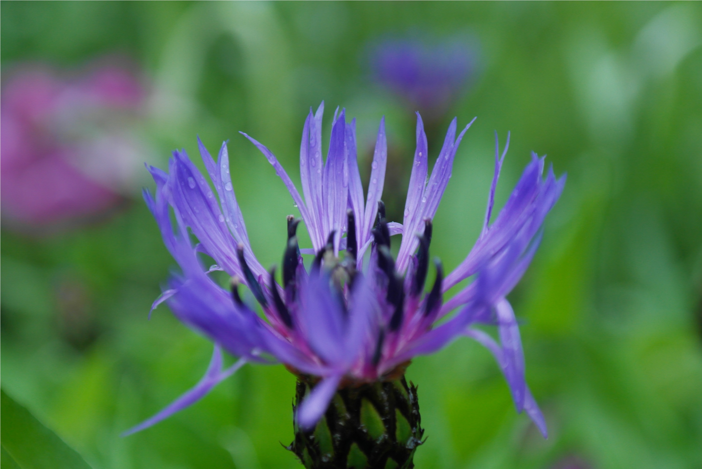 Fonds d'cran Nature Fleurs 