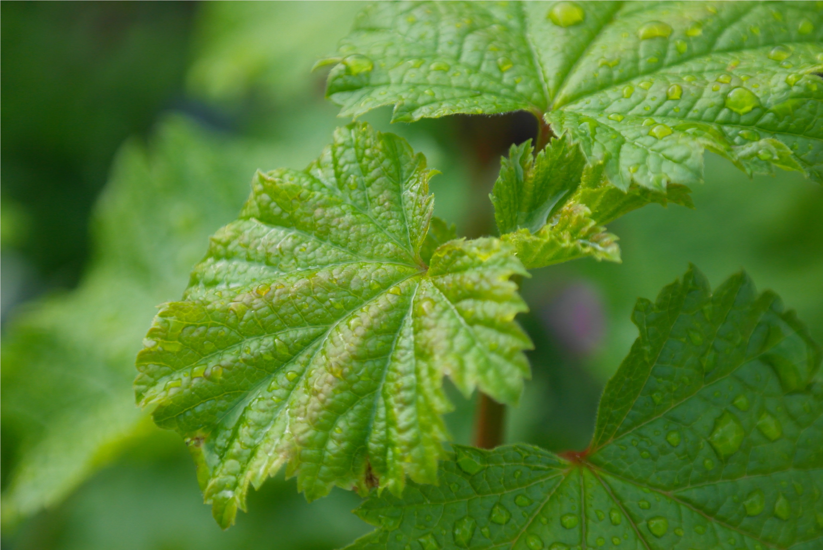 Fonds d'cran Nature Vignes - Vignobles 