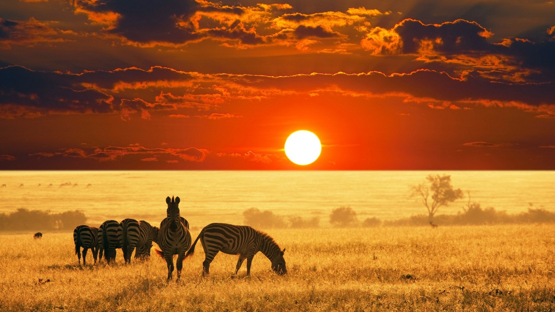 Wallpapers Animals Zebras 