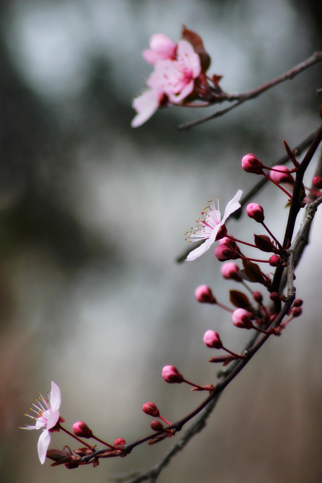 Fonds d'cran Nature Bourgeons 