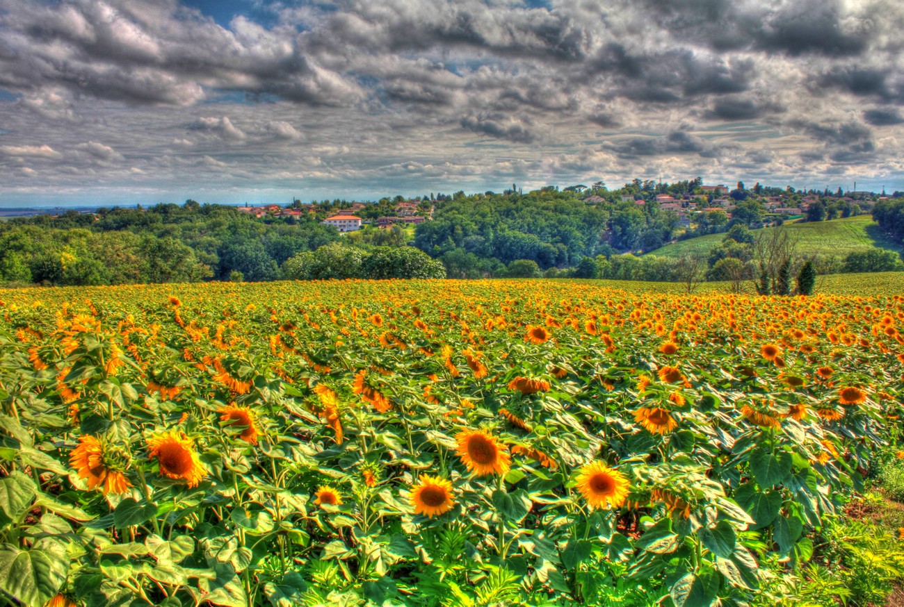 Fonds d'cran Nature Fleurs Champs de tournesols