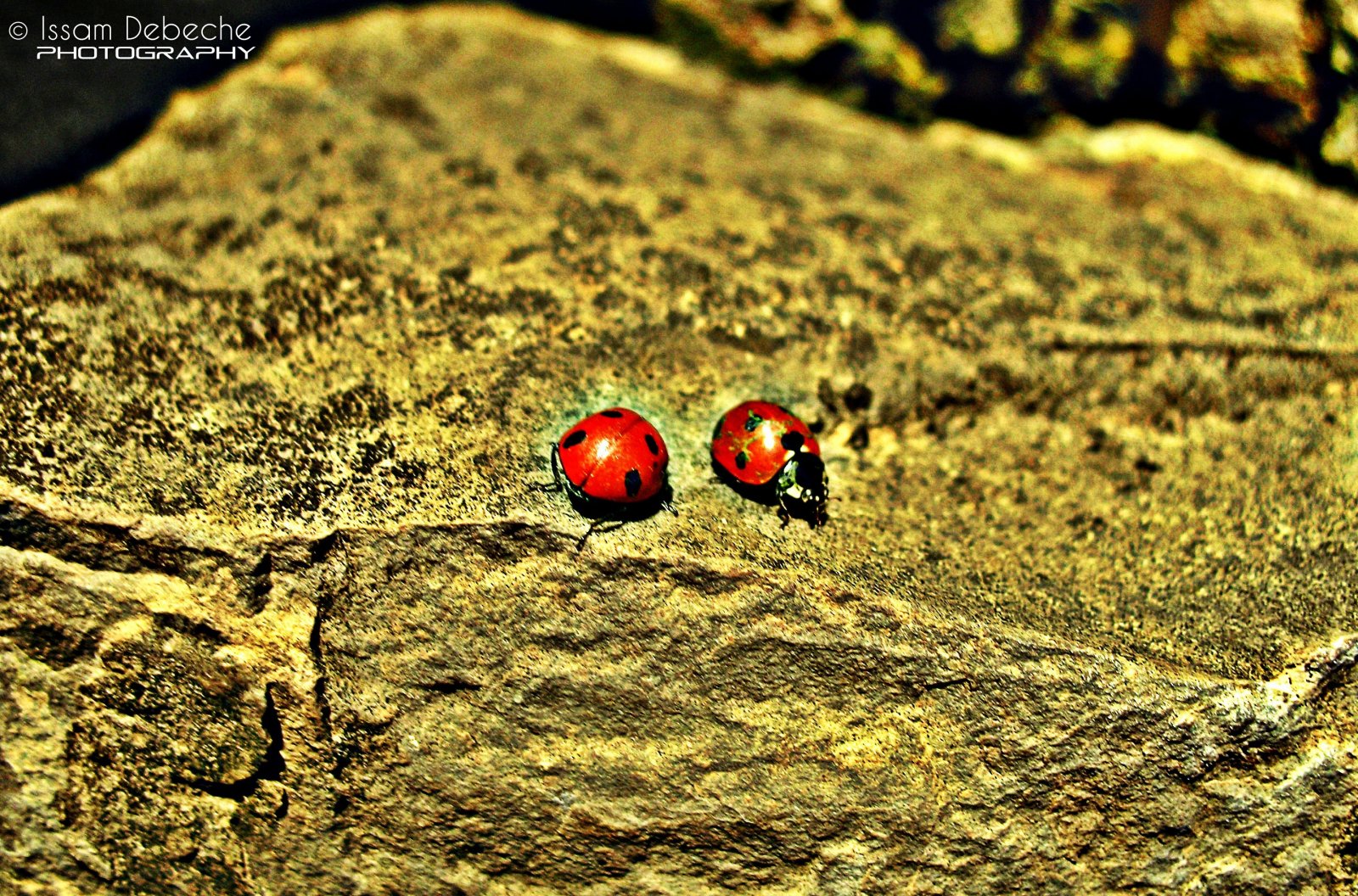 Wallpapers Animals Insects - Ladybugs Coccinelle