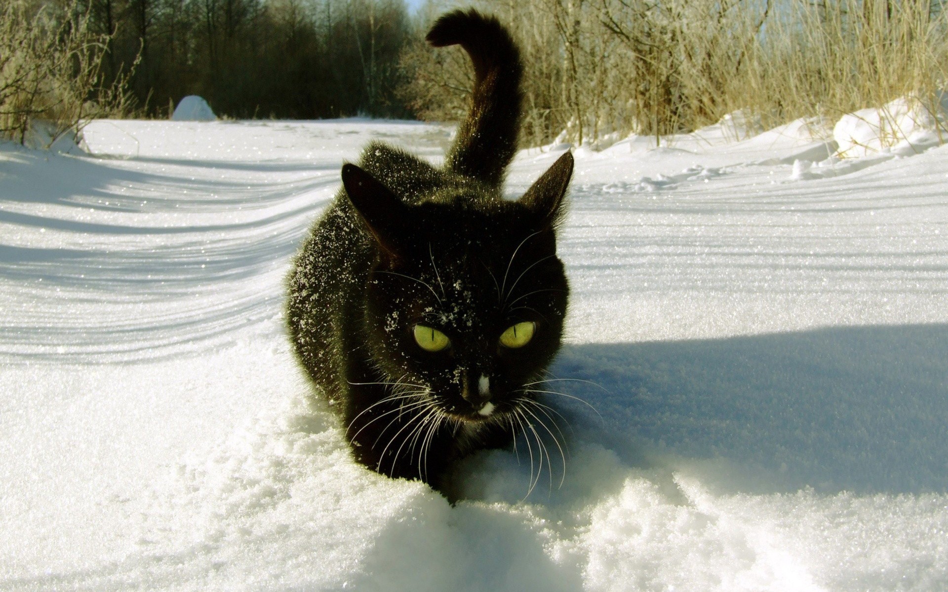 Fonds d'cran Animaux Chats - Chatons 