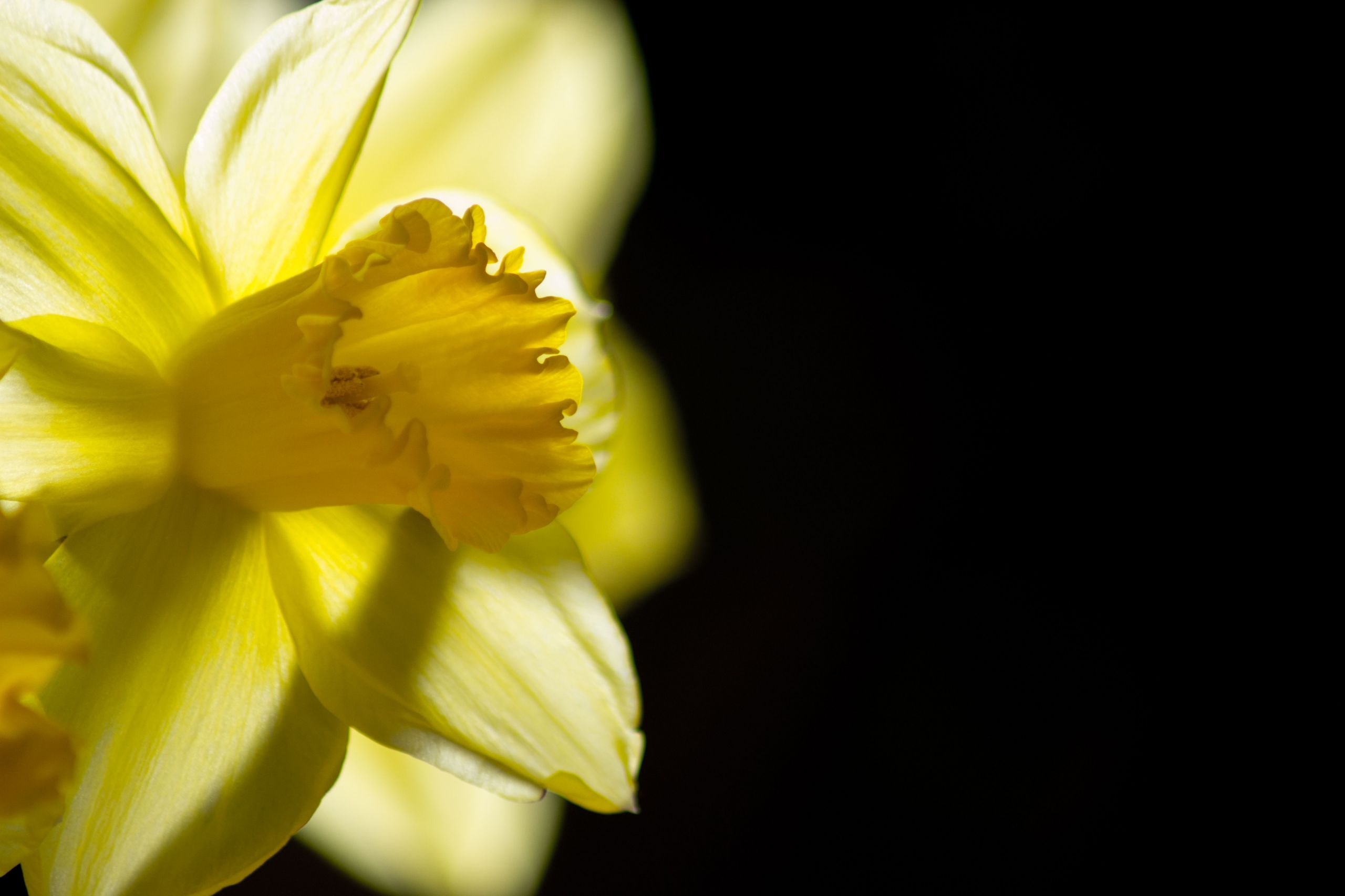 Fonds d'cran Nature Fleurs 