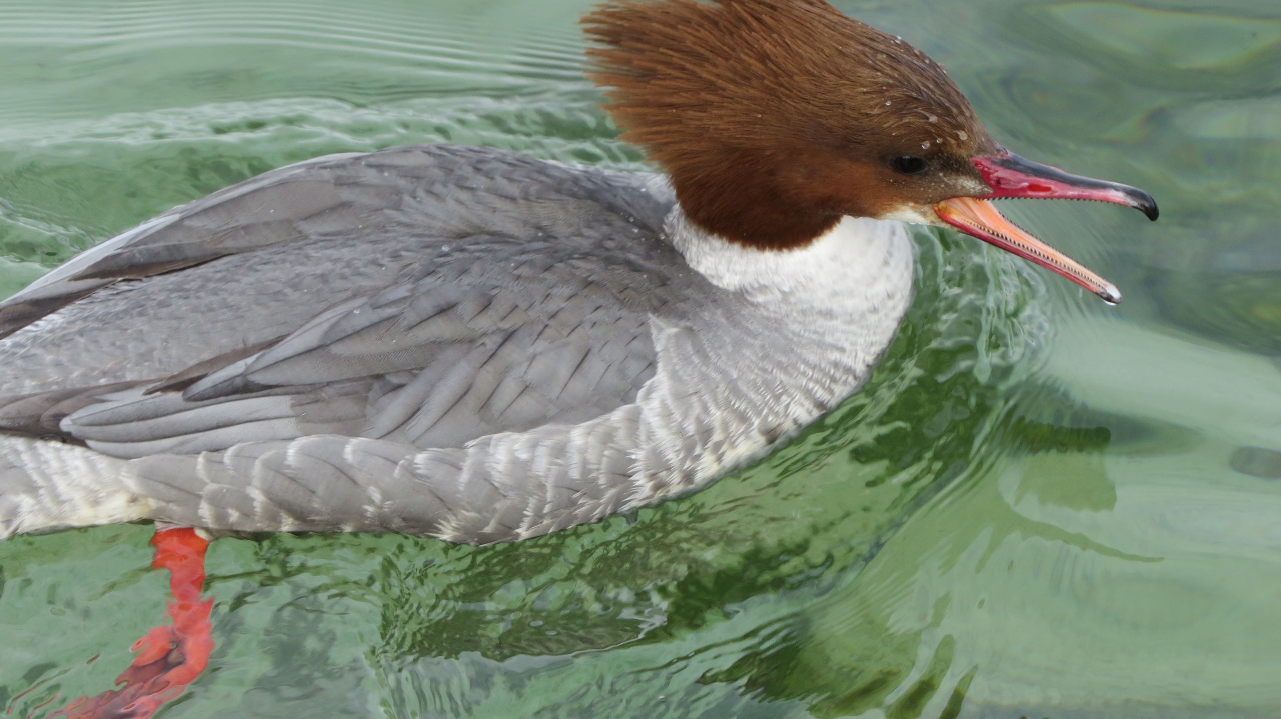 Fonds d'cran Animaux Oiseaux - Canards 