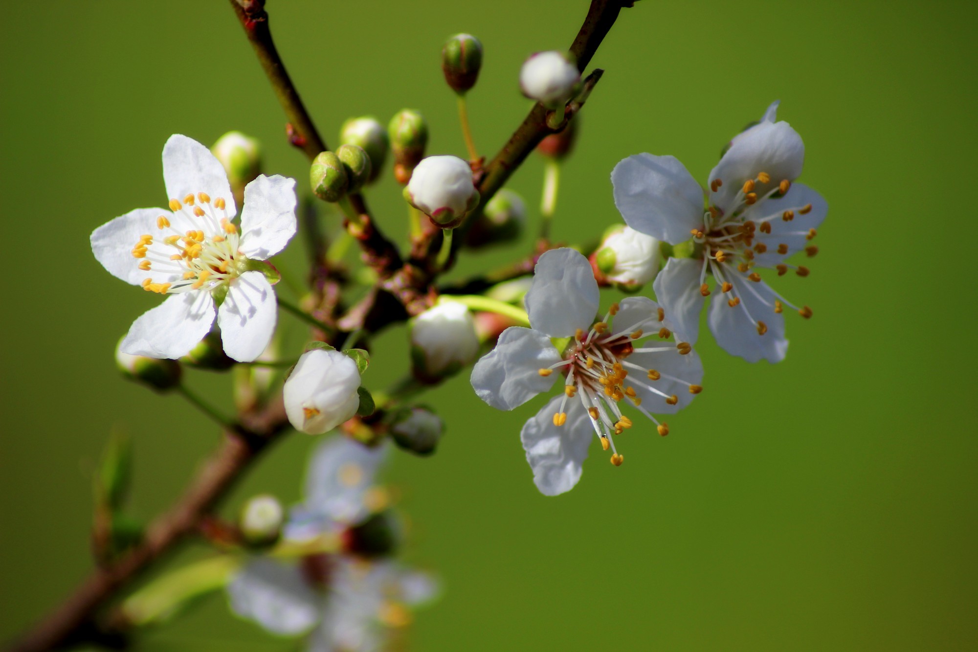 Fonds d'cran Nature Fleurs 