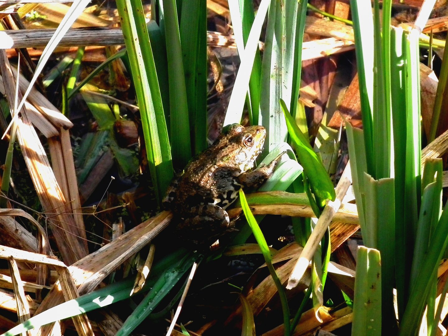 Wallpapers Animals Frogs - Toads 