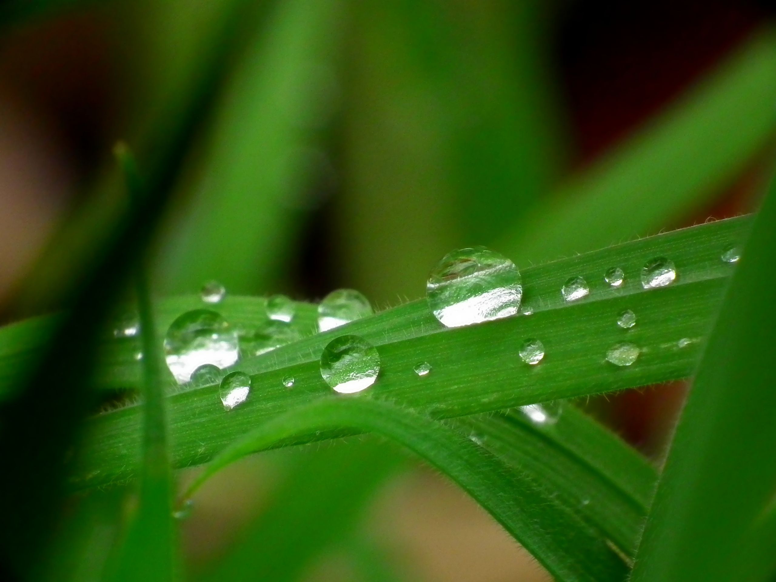 Wallpapers Nature Water - Drops 