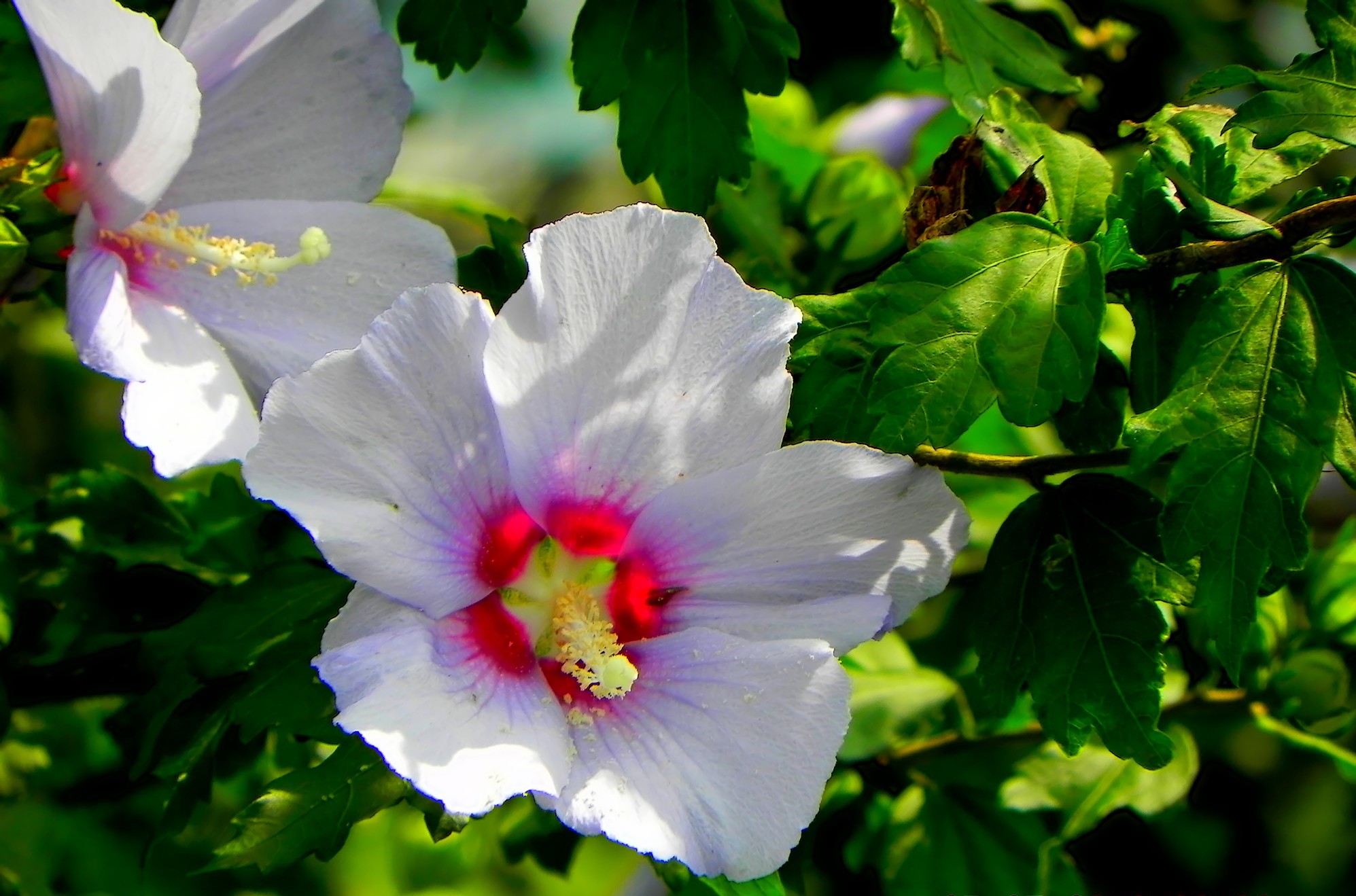 Fonds d'cran Nature Fleurs 