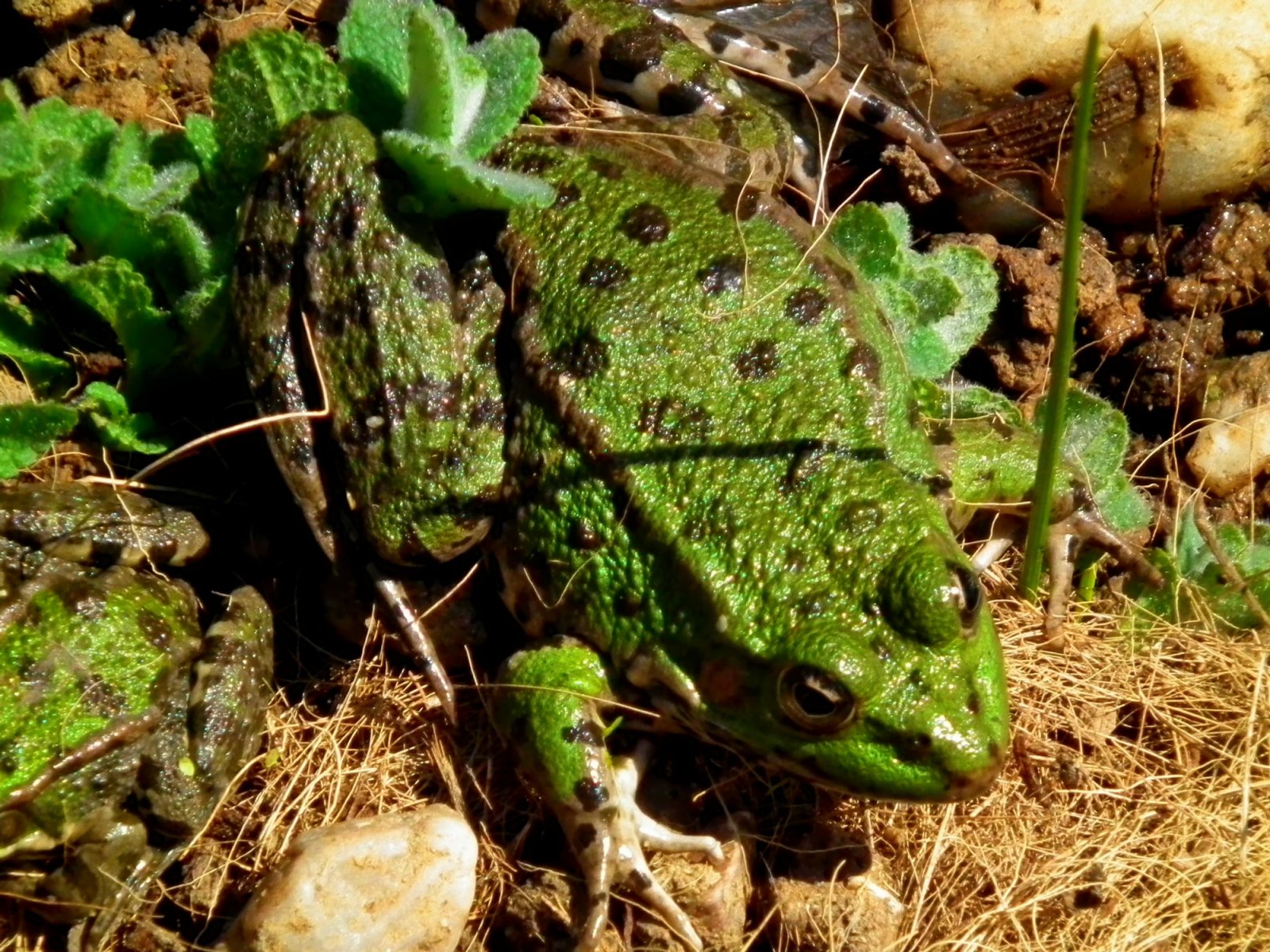 Fonds d'cran Animaux Grenouilles - Crapauds 