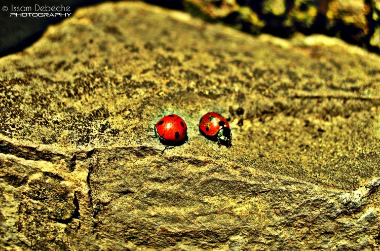 Wallpapers Animals Insects - Ladybugs Coccinelle