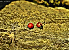  Animals Coccinelle