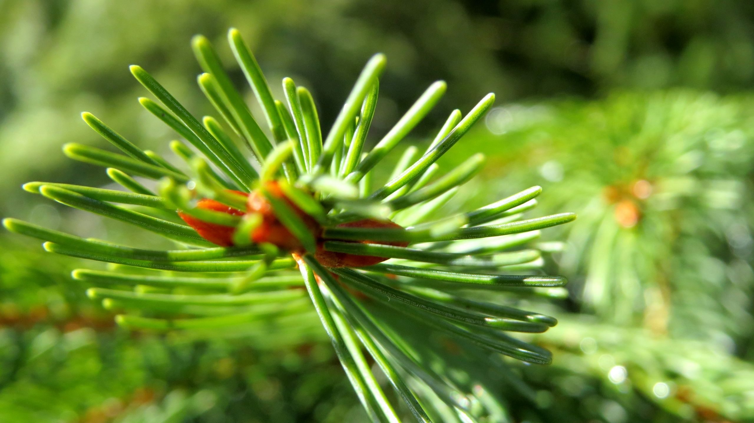 Fonds d'cran Nature Arbres - Forts 