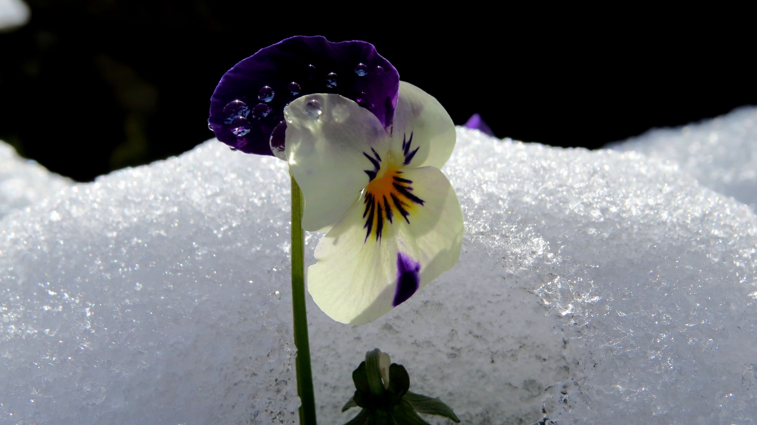 Fonds d'cran Nature Fleurs 