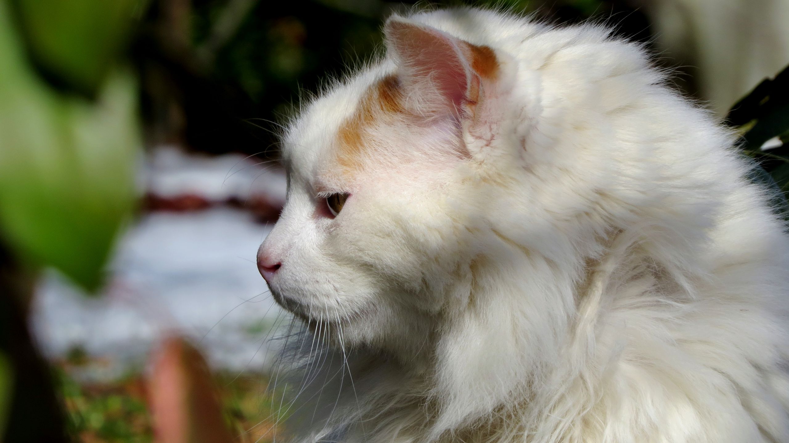 Fonds d'cran Animaux Chats - Chatons 