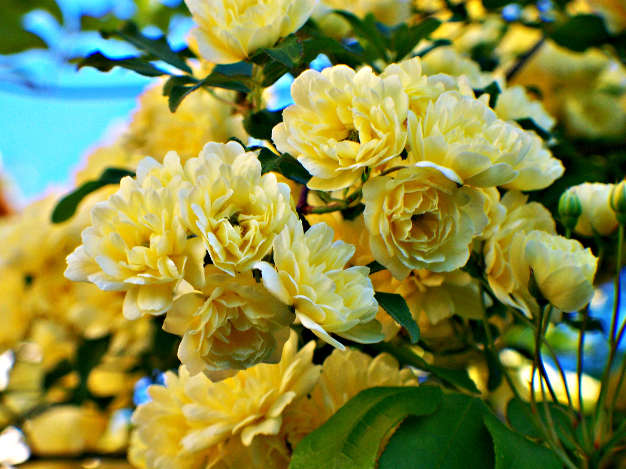 Fonds d'cran Nature Fleurs Fleur