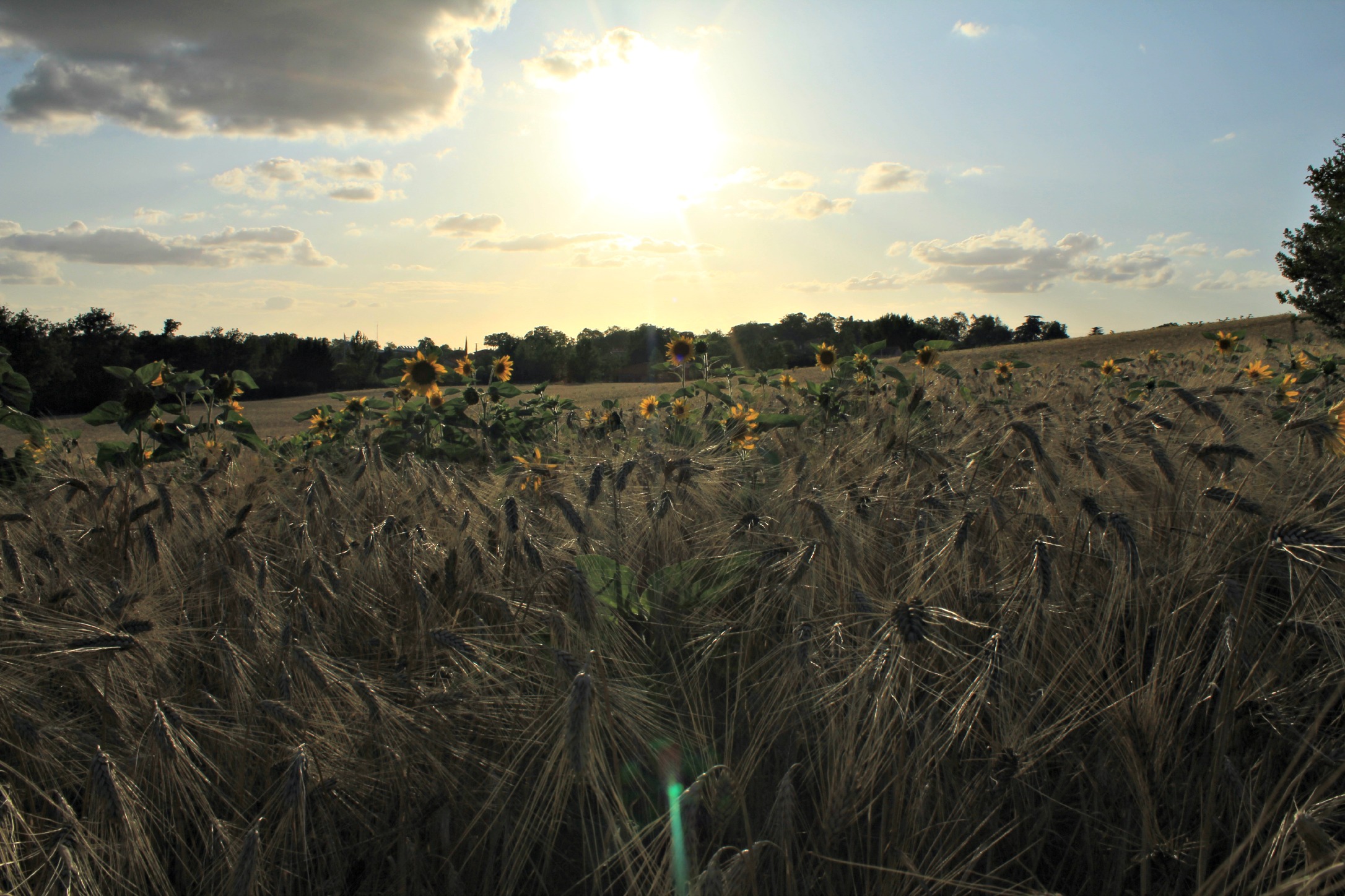 Wallpapers Nature Fields Champs 