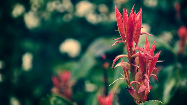 Fonds d'cran Nature Fleurs Red Flowers 