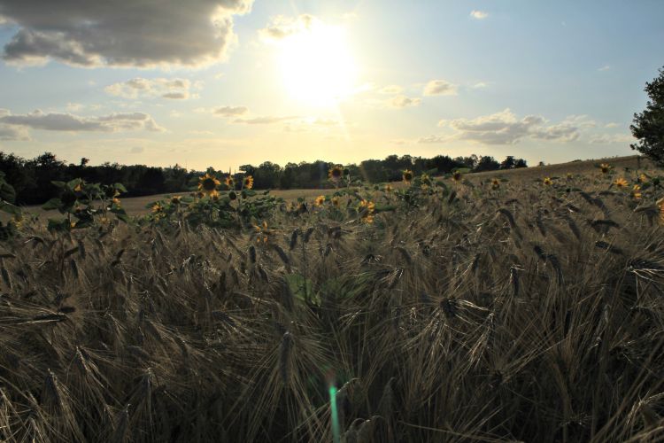 Fonds d'cran Nature Champs - Prairies Champs 