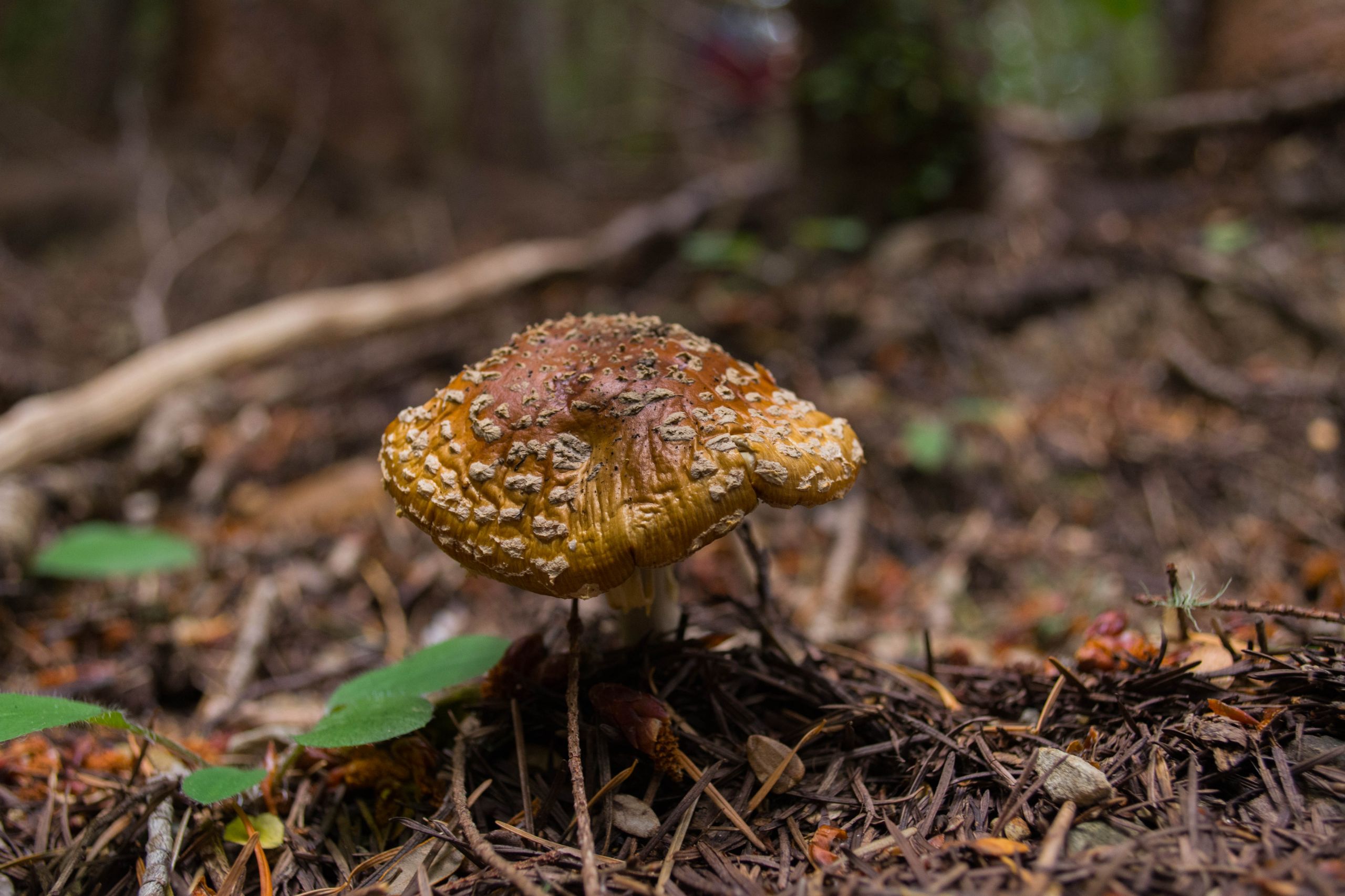 Fonds d'cran Nature Champignons Champignons